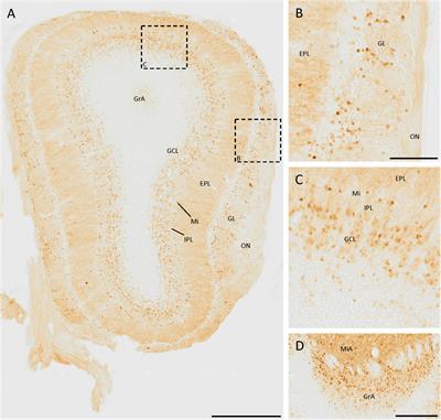 Immunohistochemical distribution of secretagogin in the mouse brain